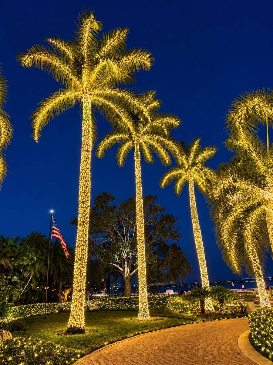 Royal palm trees wrapped in warm white lights along a walkway