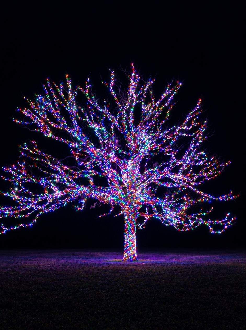 Bare tree wrapped trunk to branch tip in colorful holiday lights